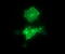 Synaptotagmin 4 antibody, LS-C174549, Lifespan Biosciences, Immunofluorescence image 