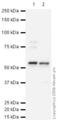Carbonic Anhydrase 9 antibody, ab15086, Abcam, Western Blot image 