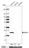 RNA Binding Motif Protein 8A antibody, PA5-53790, Invitrogen Antibodies, Western Blot image 