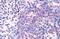 Olfactory receptor 2A4 antibody, GTX71825, GeneTex, Immunohistochemistry paraffin image 