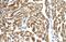 Peroxisomal Biogenesis Factor 10 antibody, GTX46881, GeneTex, Immunohistochemistry paraffin image 