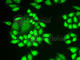 Ring Finger Protein 40 antibody, A6443, ABclonal Technology, Immunofluorescence image 