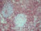 CD3 antibody, AM26052PU-N, Origene, Immunohistochemistry frozen image 