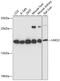 LIM Domain Only 2 antibody, A03502, Boster Biological Technology, Western Blot image 