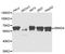 SMAD Family Member 4 antibody, STJ27624, St John