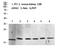 Histone H3 antibody, STJ98695, St John