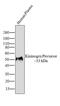 Kininogen 1 antibody, LF-MA0204, Invitrogen Antibodies, Western Blot image 