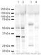 Syndecan Binding Protein antibody, ab19903, Abcam, Western Blot image 
