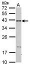 CD40 Molecule antibody, PA5-27419, Invitrogen Antibodies, Western Blot image 