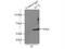 Suppression Of Tumorigenicity 7 Like antibody, 17567-1-AP, Proteintech Group, Immunoprecipitation image 