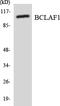 BCL2 Associated Transcription Factor 1 antibody, LS-C200180, Lifespan Biosciences, Western Blot image 