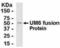 Transcriptional regulatory protein UME6 antibody, NB100-75530, Novus Biologicals, Western Blot image 