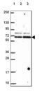 General Transcription Factor IIIC Subunit 5 antibody, HPA067063, Atlas Antibodies, Western Blot image 