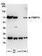 FKBP Prolyl Isomerase 10 antibody, A305-516A, Bethyl Labs, Western Blot image 