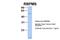 RNA Binding Protein, MRNA Processing Factor antibody, NBP1-57483, Novus Biologicals, Western Blot image 