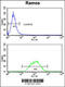 Pericentriolar Material 1 antibody, 62-944, ProSci, Flow Cytometry image 