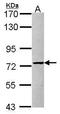 Protein Arginine Methyltransferase 5 antibody, PA5-30576, Invitrogen Antibodies, Western Blot image 