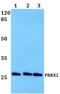 Paired Related Homeobox 2 antibody, PA5-37195, Invitrogen Antibodies, Western Blot image 