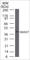 SMAD Family Member 7 antibody, SP4901, ECM Biosciences, Western Blot image 