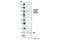 Forkhead Box O3 antibody, 9466P, Cell Signaling Technology, Western Blot image 