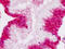 Cadherin 3 antibody, MBS248856, MyBioSource, Immunohistochemistry frozen image 