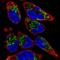 Transmembrane Protein 71 antibody, PA5-67117, Invitrogen Antibodies, Immunofluorescence image 