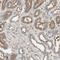 SHOC2 Leucine Rich Repeat Scaffold Protein antibody, NBP1-87831, Novus Biologicals, Immunohistochemistry frozen image 