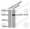 SRBP1 antibody, AP0196, ABclonal Technology, Western Blot image 