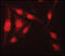 NEDD8 Ubiquitin Like Modifier antibody, LS-C37486, Lifespan Biosciences, Immunofluorescence image 