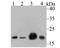 Tight Junction Protein 1 antibody, M00860-1, Boster Biological Technology, Immunohistochemistry frozen image 