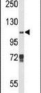 Lysine Demethylase 4B antibody, PA5-26399, Invitrogen Antibodies, Western Blot image 
