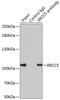 X-Ray Repair Cross Complementing 5 antibody, GTX33290, GeneTex, Immunoprecipitation image 