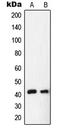 Nuclear Receptor Subfamily 2 Group F Member 6 antibody, LS-C352171, Lifespan Biosciences, Western Blot image 