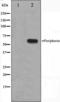 Peripherin antibody, orb224539, Biorbyt, Western Blot image 