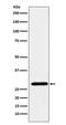 Regulator Of G Protein Signaling 18 antibody, M10844-1, Boster Biological Technology, Western Blot image 