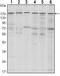 SET Domain Bifurcated Histone Lysine Methyltransferase 1 antibody, MA5-15721, Invitrogen Antibodies, Western Blot image 