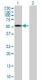 Sorting Nexin 17 antibody, H00009784-B01P, Novus Biologicals, Western Blot image 