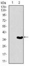 T antibody, NBP2-37434, Novus Biologicals, Western Blot image 