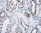 Lipase G, Endothelial Type antibody, LS-C115091, Lifespan Biosciences, Immunohistochemistry paraffin image 