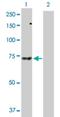Sorting Nexin 33 antibody, H00257364-D01P, Novus Biologicals, Western Blot image 