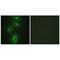 Transmembrane Serine Protease 3 antibody, PA5-49817, Invitrogen Antibodies, Immunofluorescence image 