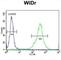 Family With Sequence Similarity 3 Member B antibody, abx033046, Abbexa, Western Blot image 