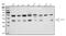 Heterogeneous Nuclear Ribonucleoprotein H3 antibody, A11090-1, Boster Biological Technology, Western Blot image 