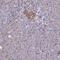 MIC2 antibody, HPA035304, Atlas Antibodies, Immunohistochemistry frozen image 