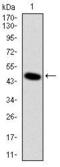 Delta Like Non-Canonical Notch Ligand 1 antibody, MA5-15915, Invitrogen Antibodies, Western Blot image 