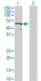 Dual Specificity Tyrosine Phosphorylation Regulated Kinase 2 antibody, H00008445-M04, Novus Biologicals, Western Blot image 