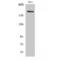 PHD Finger Protein 3 antibody, LS-C385464, Lifespan Biosciences, Western Blot image 