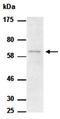 Mucin 15, Cell Surface Associated antibody, orb66734, Biorbyt, Western Blot image 