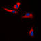 EPS8 Like 3 antibody, LS-C353545, Lifespan Biosciences, Immunofluorescence image 