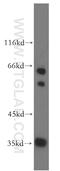 SNX20 antibody, 13180-1-AP, Proteintech Group, Western Blot image 